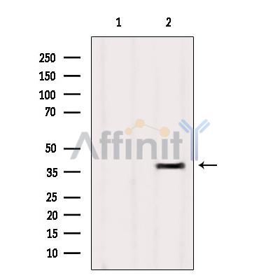 Валидация Affinity DF10253 - 5845