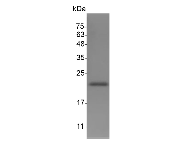 Валидация Elabscience PKSM041499(5359)