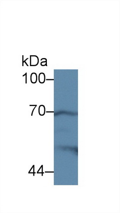 12988