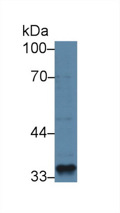 40492