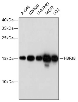 Валидация Elabscience E-AB-63304