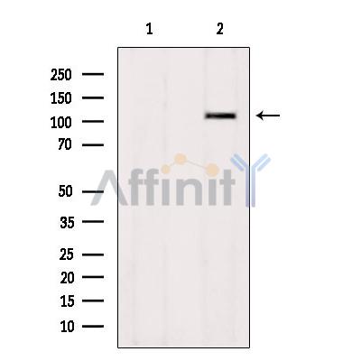 Валидация Affinity DF10017 - 5459