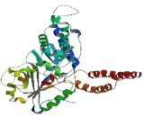 5"-Nucleotidase Domain Containing Protein 4 (NT5DC4)