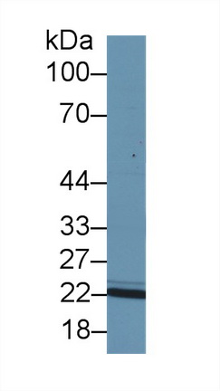 14507