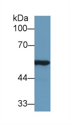 9665
