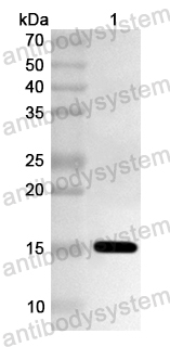 Валидация AntibodySystem PHA49101