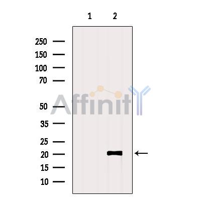 Валидация Affinity DF8836 - 20907