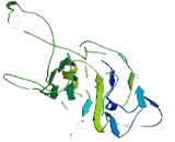 Calreticulin (CRT)