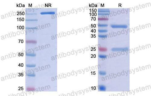 Валидация SDS-PAGE - AntibodySystem RHJ92804