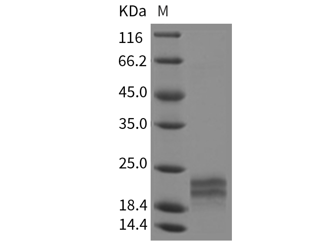 Валидация Elabscience PKSR030160(5526)