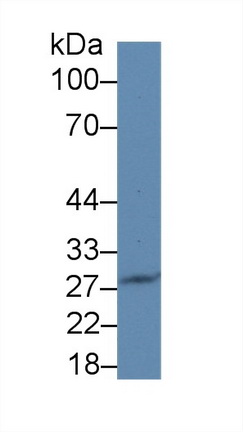 3864
