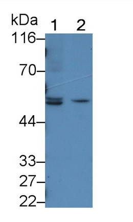 60095