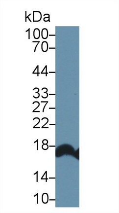 14635