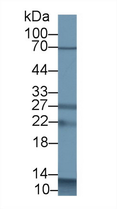 14427