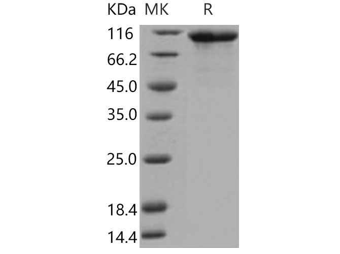 Валидация Elabscience PKSM040811(4775)