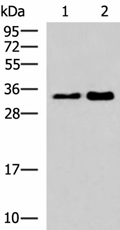 Валидация Elabscience E-AB-18077