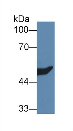 8964