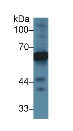 10051