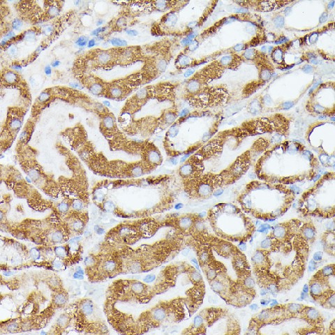 Валидация Elabscience E-AB-66802