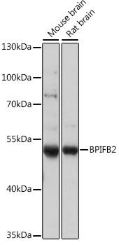 Валидация Elabscience E-AB-91447