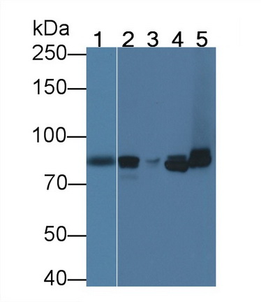 23607