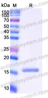 EHN96401, SDS-PAGE