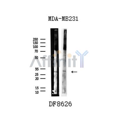 Валидация Affinity DF8626 - 20563