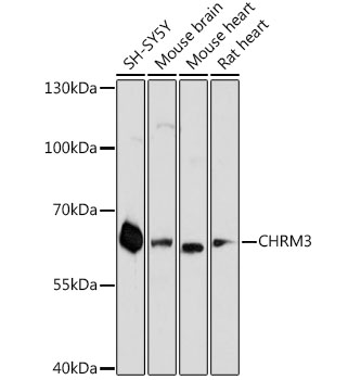 Валидация Elabscience E-AB-66654