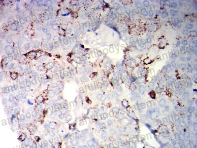 Валидация AntibodySystem RHC98504 (1227)