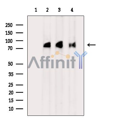Валидация Affinity DF14331 - 10229