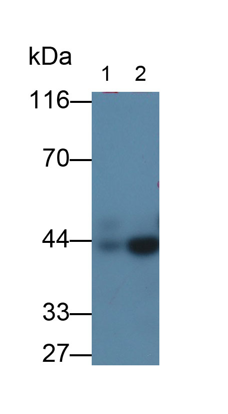 30576