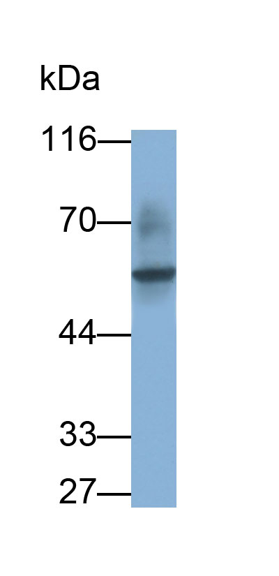 30668