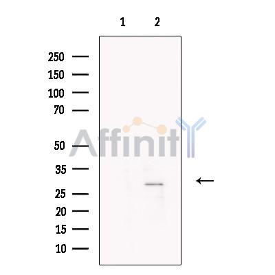 Валидация Affinity DF13410 - 8695