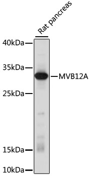 Валидация Elabscience E-AB-66630