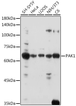 A0809, вестерн-блоттинг, различные лизаты (2166)