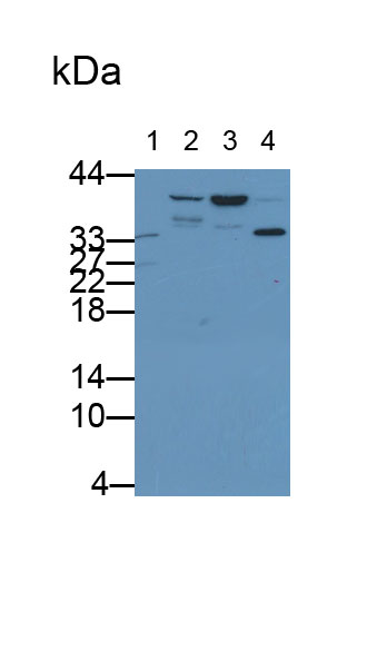 30621