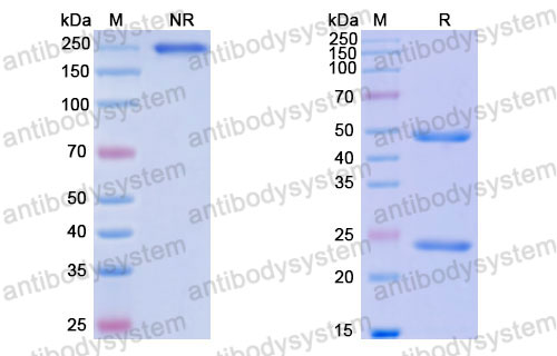 Валидация SDS-PAGE - AntibodySystem FHK23610