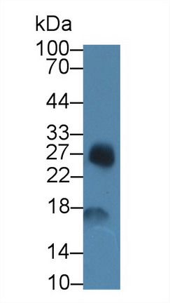 8454