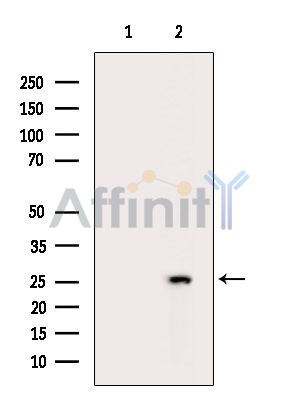 Валидация Affinity DF15765 - 12243