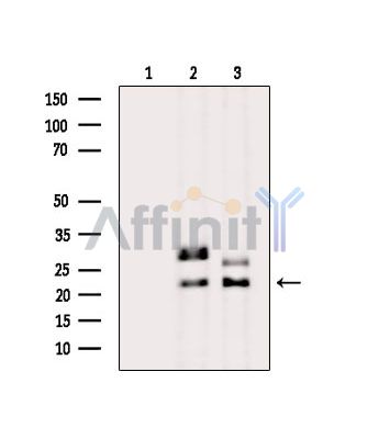 Валидация Affinity DF13873 - 9597