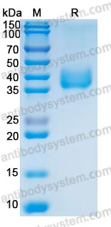 Валидация AntibodySystem AHD00601