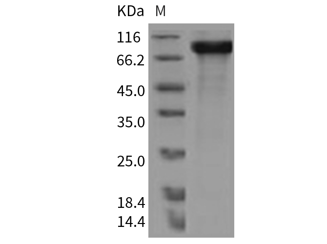 Валидация Elabscience PKSR030353(5694)