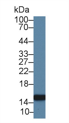 14407