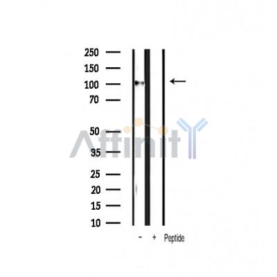 Валидация Affinity AF6191 - 3418