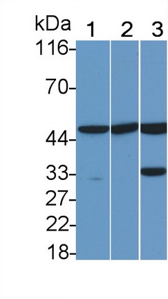 22731