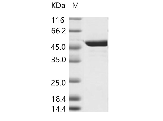 Валидация Elabscience PKSV030128(5905)