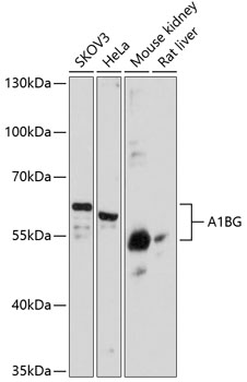 Валидация Elabscience E-AB-64079