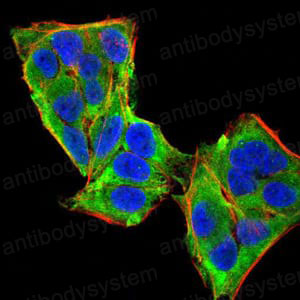 Валидация IF - AntibodySystem RHD32603