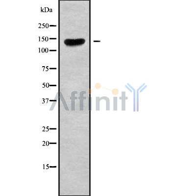Валидация Affinity DF9398 - 21939