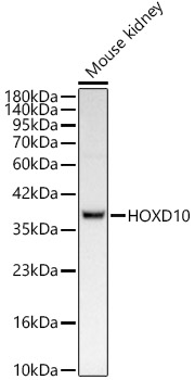 A23992, вестерн-блоттинг, лизат почки мыши (14008)